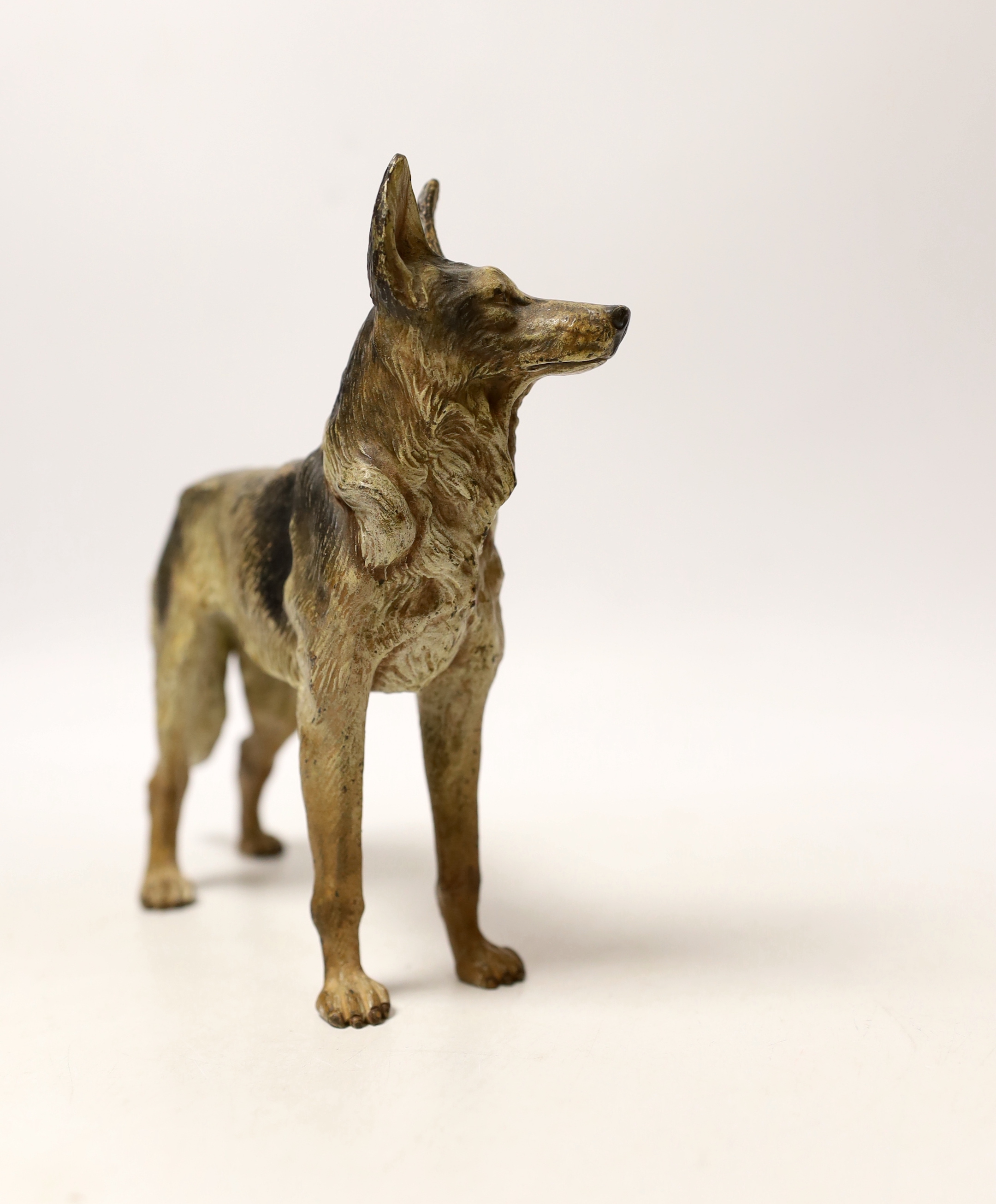 An Austrian cold painted bronze of an Alsatian, given at Crufts in 1965 to the trainer/owner of Fenton the winner of the competition, (together with photos of the competition and Fenton etc), 17cm wide